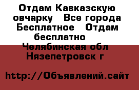 Отдам Кавказскую овчарку - Все города Бесплатное » Отдам бесплатно   . Челябинская обл.,Нязепетровск г.